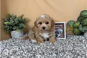 Lawrence - Malti Poo - Maltipoo for sale