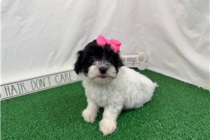 Naomi - Malti Poo - Maltipoo for sale