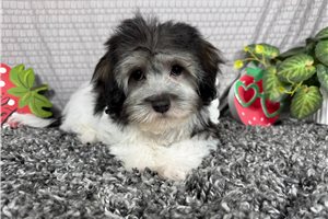 Nate - Malti Poo - Maltipoo for sale
