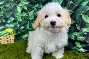 Rango - Malti Poo - Maltipoo for sale