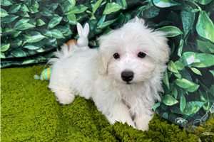 Arkansas - Malti Poo - Maltipoo for sale