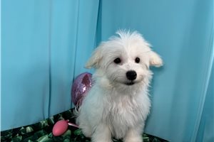 Arkansas - Malti Poo - Maltipoo for sale