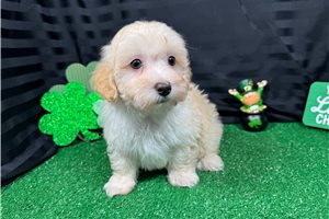 Chad - puppy for sale