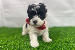 Rascal - puppy for sale