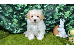 Cornbread - Malti Poo - Maltipoo for sale