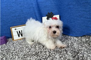 Dove - Malti Poo - Maltipoo for sale