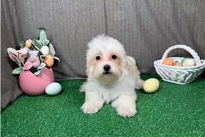 Curtis - Malti Poo - Maltipoo for sale
