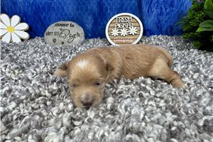 Luna - puppy for sale