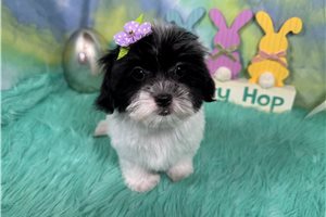 Nana - Malti Poo - Maltipoo for sale