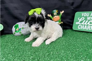 Naomi - Malti Poo - Maltipoo for sale