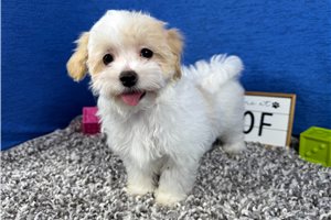 Dexter - Malti Poo - Maltipoo for sale