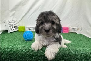 Noah - Malti Poo - Maltipoo for sale