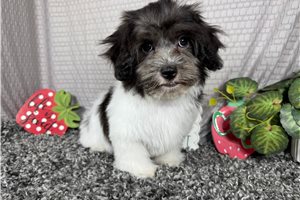Nixon - Malti Poo - Maltipoo for sale