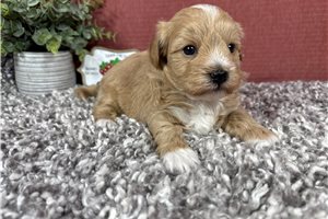 Lawrence - Malti Poo - Maltipoo for sale