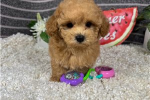 Romeo - Malti Poo - Maltipoo for sale