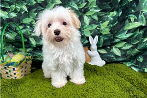 Ben - Malti Poo - Maltipoo for sale
