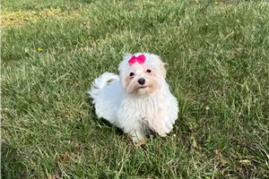 Ben - Malti Poo - Maltipoo for sale