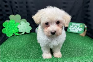 Cooper - puppy for sale