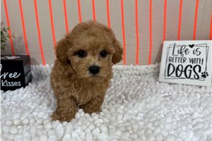 Romeo - Malti Poo - Maltipoo for sale