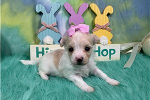 Gentry - puppy for sale