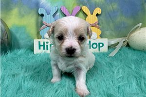 Grayson - Malti Poo - Maltipoo for sale