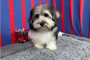 Nigel - Malti Poo - Maltipoo for sale