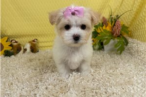 Gentry - Malti Poo - Maltipoo for sale