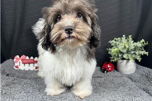 Nixon - Malti Poo - Maltipoo for sale