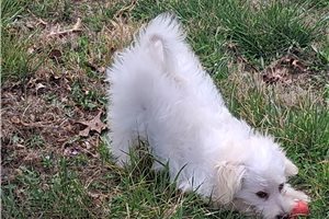 Carson - Malti Poo - Maltipoo for sale