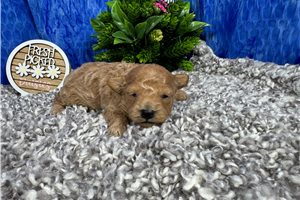 Romeo - Malti Poo - Maltipoo for sale