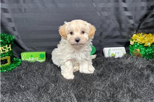 Bean - Malti Poo - Maltipoo for sale