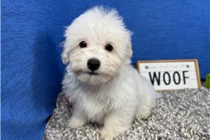Dakota - Malti Poo - Maltipoo for sale