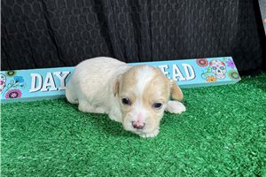 Abner - Maltipoo for sale