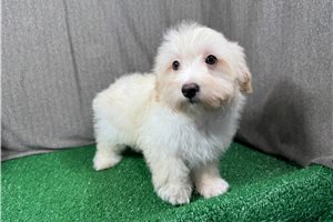 Chad - Malti Poo - Maltipoo for sale