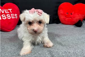 Candice - puppy for sale