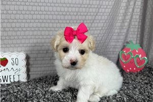 Gentry - Malti Poo - Maltipoo for sale