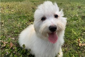 Cheeto - Malti Poo - Maltipoo for sale