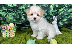 Baller - puppy for sale