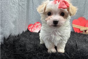 Daisey - puppy for sale