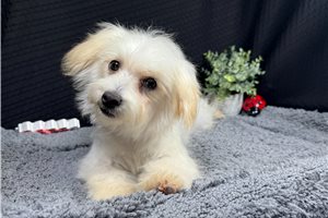 Mateo - Malti Poo - Maltipoo for sale