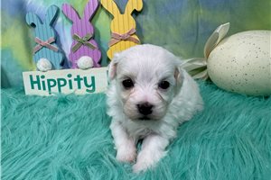 George - Malti Poo - Maltipoo for sale