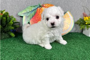 Mana - Malti Poo - Maltipoo for sale