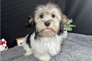 Nate - Malti Poo - Maltipoo for sale