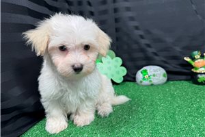 Cole - puppy for sale