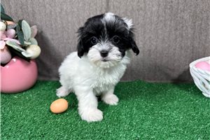 Naomi - Malti Poo - Maltipoo for sale
