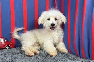 Carson - Malti Poo - Maltipoo for sale