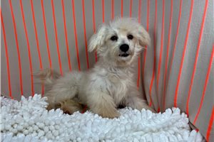 Carson - puppy for sale