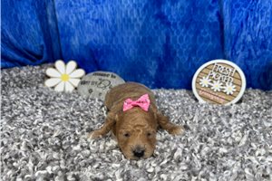Rhea - puppy for sale
