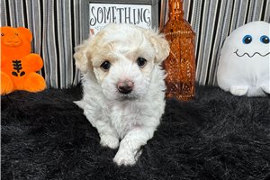 Emmett - Maltipoo for sale