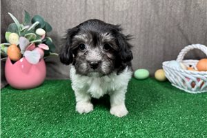 Nicholas - Malti Poo - Maltipoo for sale